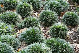 Image result for Ophiopogon japonicus Minor