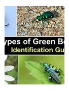 Image result for Green Beetle Identification