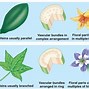 Image result for Monocot Crops List