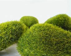 Image result for Fuzzy Ground Cover Moss