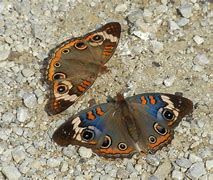 Image result for Buckeye and Blue