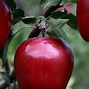 Image result for Red Apple On Tree
