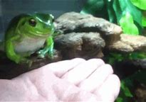 Image result for Frog Eat Bug GIF