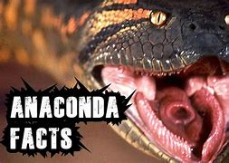 Image result for L'Anaconda