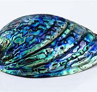 Image result for Abalone Sea Shell