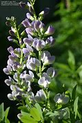 Image result for Baptisia Starlite Prärieblues