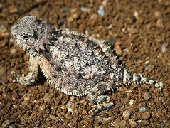 Image result for Horned Gray Lizard