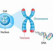 Image result for DNA and Chromosomes Relationship