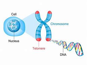 Image result for Nuclear Chromosome