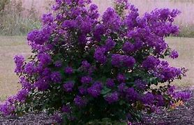 Image result for 95 Gallon Tree