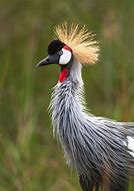 Image result for Crane Pictures