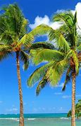 Image result for Palm Tree Wallpapers