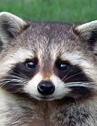 Image result for Raccoon Ears