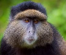 Image result for Gold Apple Monkey