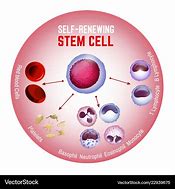 Image result for Stem Cell Clip Art