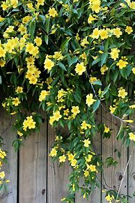 Image result for Flowering Climbing Vines for Central Florida