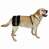 Image result for Pictures of a Service Dog with a Hip Leash