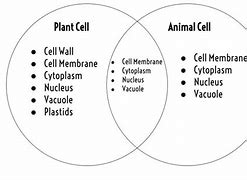 Image result for Difference Between Plant and Animal Cells Venn Diagram