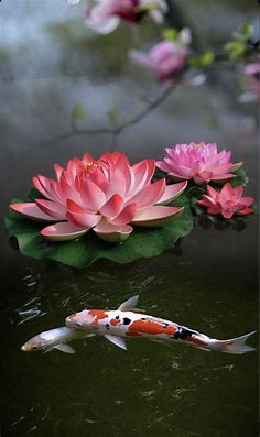 Pin by 將彦 友野 on 夏はな　水 | Lotus flower pictures, Pretty nature pictures, Wallpaper nature flowers