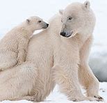 Image result for National Geographic Kids Polar Bears
