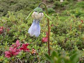 Image result for Codonopsis thalictrifolia