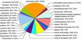 Image result for Closest DNA to Humans List