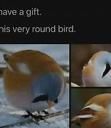 Image result for Wholesome Bird Memes