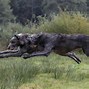 Image result for Scottish Deerhound