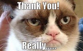 Image result for Grumpy Cat Thank You