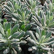 Image result for Euphorbia characias Portuguese Velvet