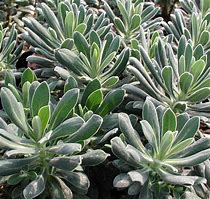 Image result for Euphorbia characias Velvet Ruby ®