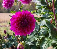 Image result for Zone 8 Flowers