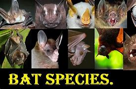 Image result for bats species id