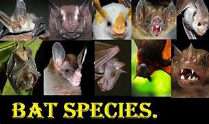 Image result for 15 Bat Species