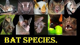 Image result for Types of Bats List