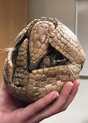 Image result for Armadillo Ball