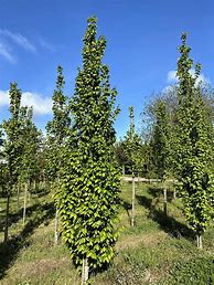 Image result for Carpinus betulus Lucas