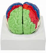 Image result for Small Human Brain
