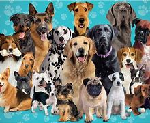 Image result for Dog Puzzles