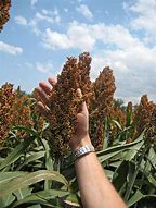 Image result for Grain Sorghum Seed