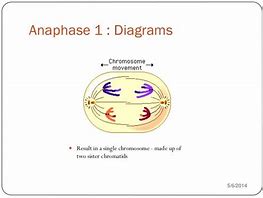Image result for Anaphase 1 Meiosis