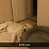 Image result for Meme Golden Retriever Puppy When You Follow the Tutoral