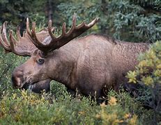 Image result for CFB Moose Jaw