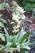 Image result for Erythronium oregonum