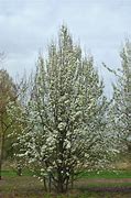 Image result for Pyrus communis