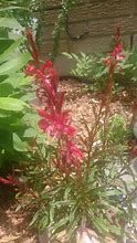 Image result for Gaura lindheimeri Crimson Butterflies