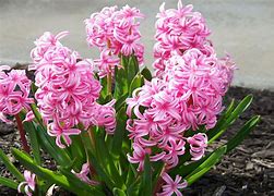Image result for Hyacinthus multiflora