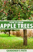 Image result for Plant Apple Tree On Front Yard