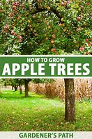 Image result for Spring Apple Tree Care