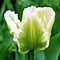 Image result for White Parrot Tulips